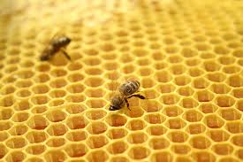 Beginners Beekeeping Course