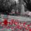 Remembrance Services 2024