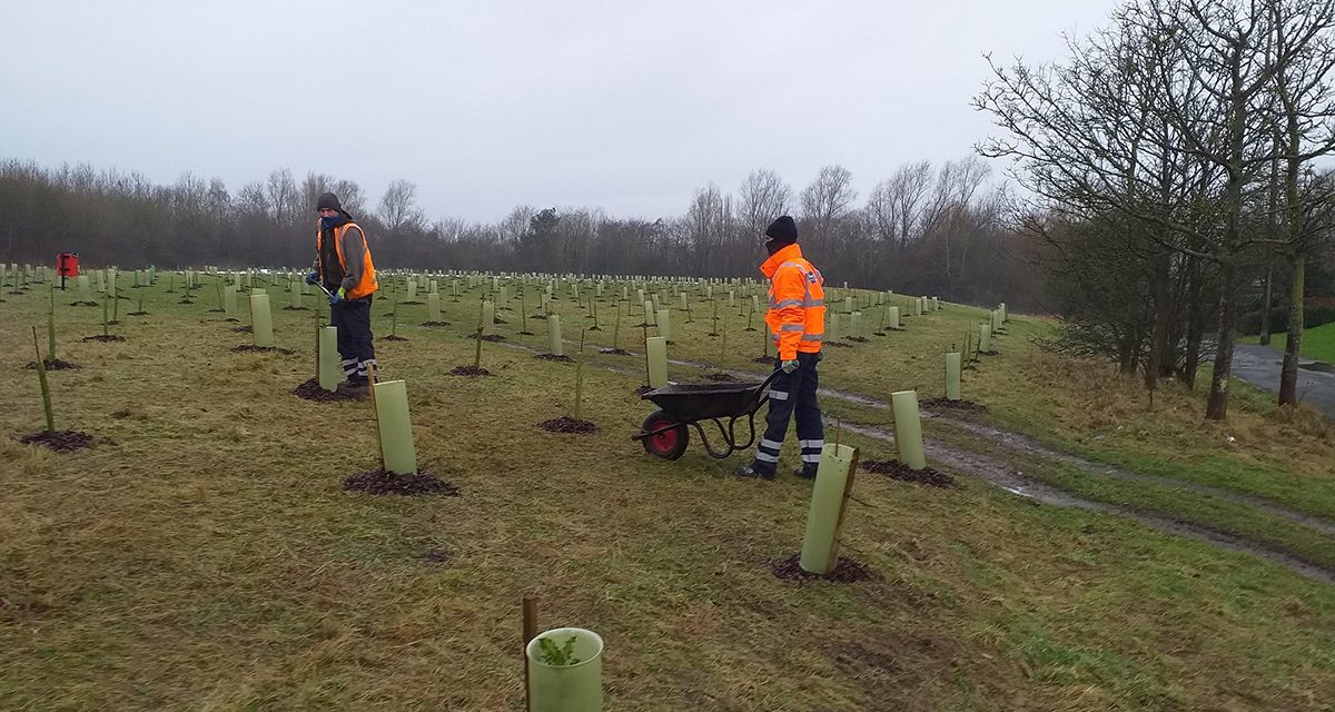 Tree Planting Scheme Nears Completion