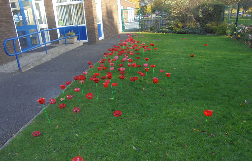 Poppies at Byerley Park