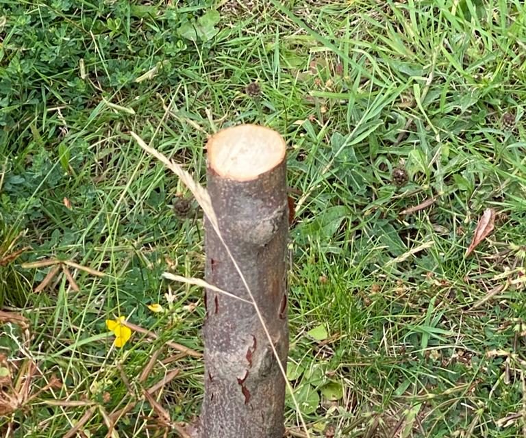 Memorial Tree Destroyed