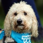 DOG WALKERS AND CANINE FRIENDS WANTED FOR FUNDRAISER
