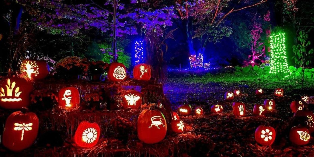 Pumpkin Forest at Auckland Palace