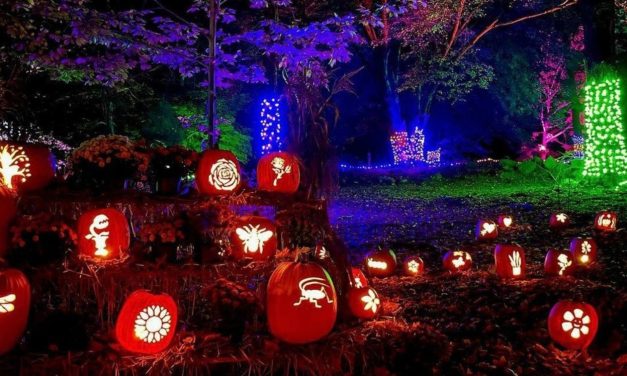 Pumpkin Forest at Auckland Palace