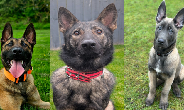 From Abandoned Puppies to Police Dogs