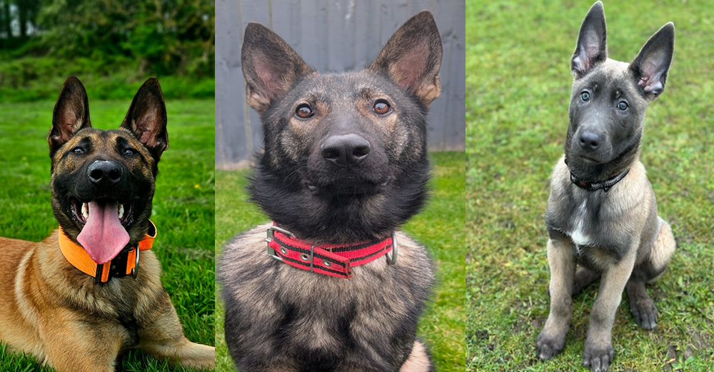 From Abandoned Puppies to Police Dogs